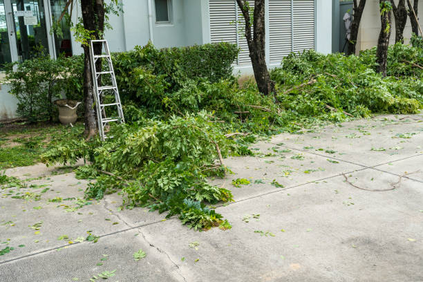 Best Lawn Disease Treatment  in Dexter, NM