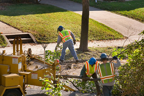 Best Commercial Tree Services  in Dexter, NM