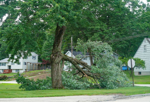 How Our Tree Care Process Works  in  Dexter, NM