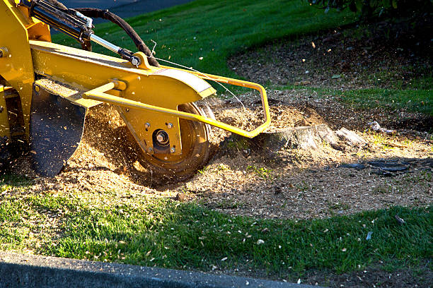 Best Hedge Trimming  in Dexter, NM