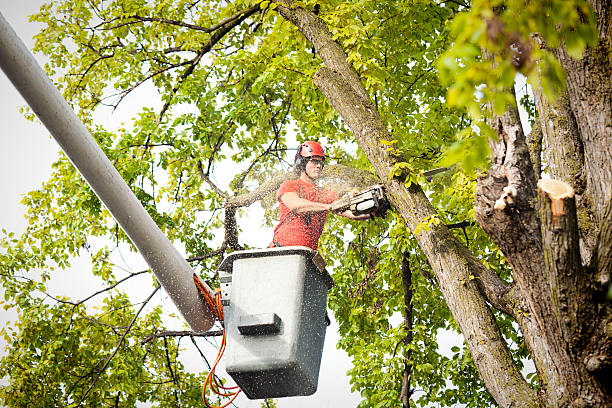 Best Tree Removal  in Dexter, NM