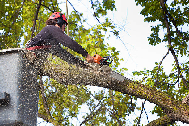 Best Tree Maintenance Programs  in Dexter, NM