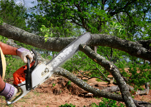 Lawn Pest Prevention in Dexter, NM